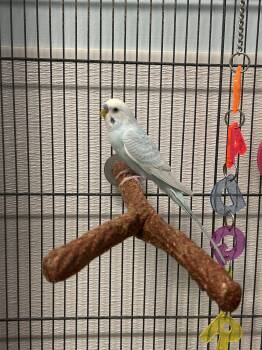Parakeet Birds Available for Adoption in Edgewood, Maryland - Pedro | PetCurious