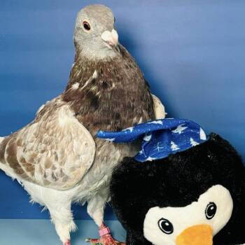 Pigeon Birds Available for Adoption in Chicago, Illinois - Chunky | PetCurious