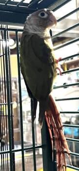 Conure Birds Available for Adoption in Pittsburgh, Pennsylvania - Ginger | PetCurious