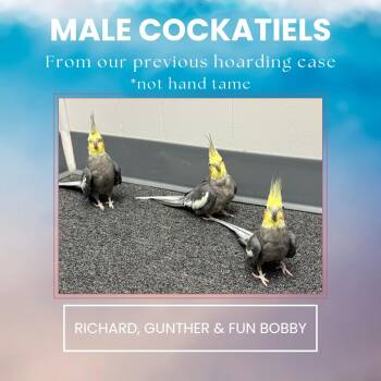 Cockatiel Birds Available for Adoption in Waukesha, Wisconsin - Male Cockatiels | PetCurious