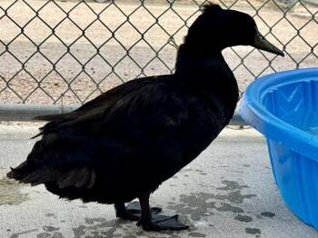 JAMES POND -  Duck Bird for Adoption in Pueblo, Colorado - JAMES POND | PetCurious