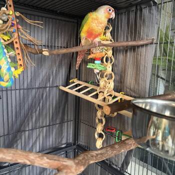 Tyler -  Conure Bird for Adoption in Temple Terr, Florida - Tyler | PetCurious