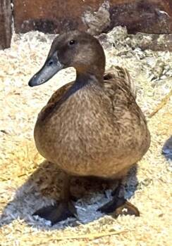 Duck Birds Available for Adoption - WEDNESDAY | PetCurious