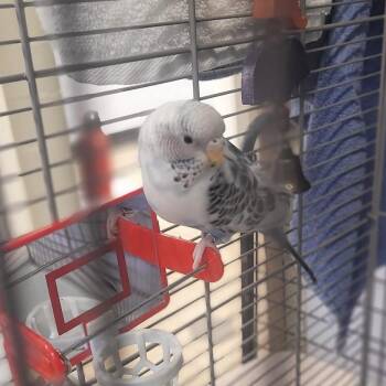 Ruka -  Parakeet Bird Available for Adoption in Syracuse, New York - Ruka | PetCurious