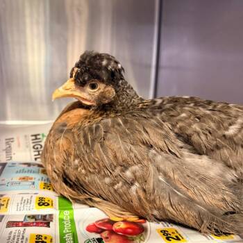 IVHS-Stray-141018 -  Chicken Bird for Adoption in San Gabriel, California - IVHS-Stray-141018 | PetCurious