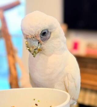 Cockatoo Birds Available for Adoption - Peepers | PetCurious