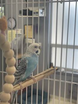 SAPPHIRE -  Parakeet Bird for Adoption in Santa Cruz, California - SAPPHIRE | PetCurious