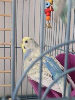 Budgie Budgerigar Birds Available for Adoption - Pivoine | PetCurious