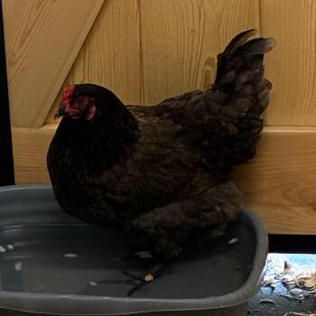 Hennifer -  Chicken Bird for Adoption in Dayton, Ohio - Hennifer | PetCurious