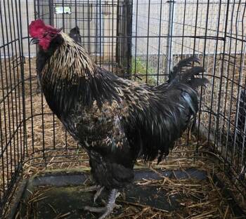 BENJAMIN -  Chicken Bird for Adoption in San Antonio, Texas - BENJAMIN | PetCurious