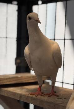 Ginseng -  Pigeon Bird for Adoption in Oakland, California - Ginseng | PetCurious