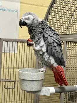 Jolly Rancher -  Parrot Bird Available for Adoption in Lowell, Massachusetts - Jolly Rancher | PetCurious