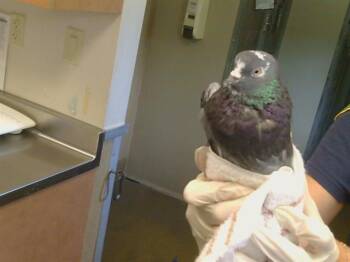 GLIMMER -  Pigeon Bird for Adoption in Sacramento, California - GLIMMER | PetCurious