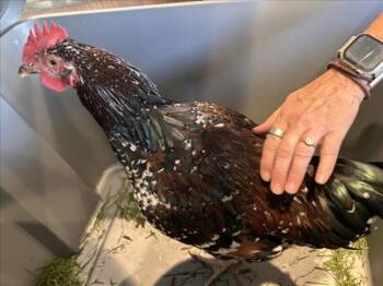 RO -  Chicken Bird for Adoption in Loveland, Colorado - RO | PetCurious