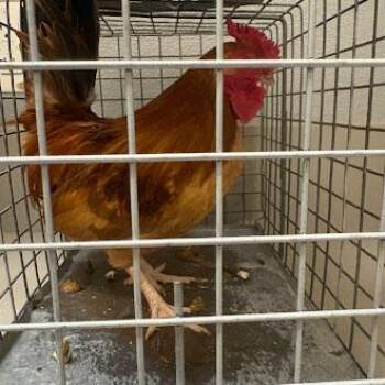 Chicken Birds Available for Adoption in Las Vegas, Nevada - MARCUS | PetCurious