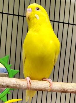 Birba -  Budgie Budgerigar Bird for Adoption in Fairfax, Virginia - Birba | PetCurious