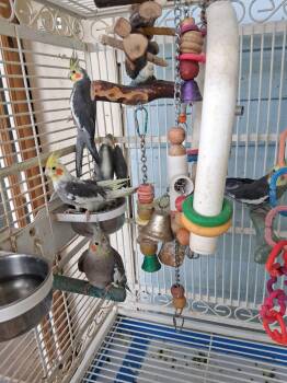Cockatiels -  Cockatiel Bird for Adoption in Delhi, New York - Cockatiels | PetCurious