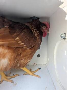 Chicken Birds Available for Adoption in Ontario, California - A008382 | PetCurious