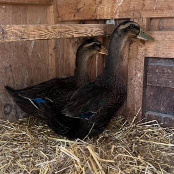 May -  Duck Bird for Adoption in Quakertown, Pennsylvania - May | PetCurious
