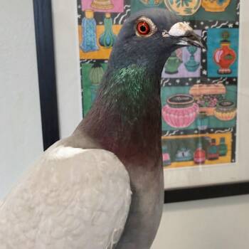 Charmie Mae -  Pigeon Bird for Adoption in Chicago, Illinois - Charmie Mae | PetCurious