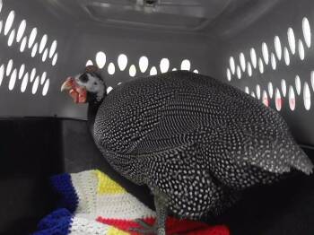 Chicken Birds Available for Adoption in Omaha, Nebraska - TONY | PetCurious