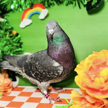 Pigeon Birds Available for Adoption - Pilates (local Midwest Adoption Only) | PetCurious