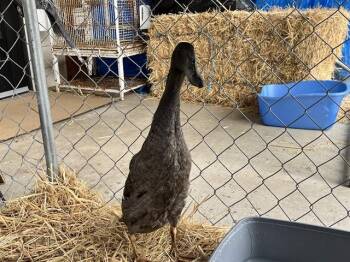 DONALD -  Duck Bird Available for Adoption in Mckinleyville, California - DONALD | PetCurious