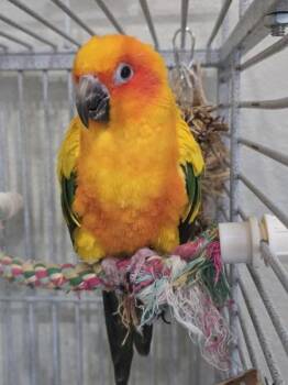 Mirabai -  Conure Bird for Adoption in Elizabeth, Colorado - Mirabai | PetCurious