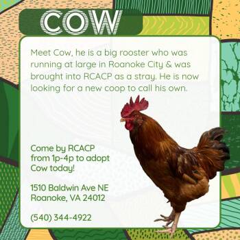 Chicken Birds Available for Adoption in Roanoke, Virginia - Cow | PetCurious