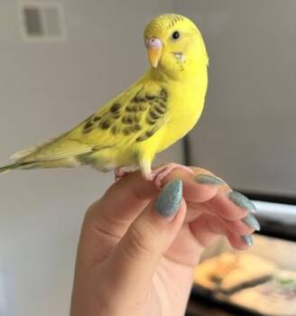 Sherbet -  Budgie Budgerigar Bird for Adoption in Fairfax, Virginia - Sherbet | PetCurious