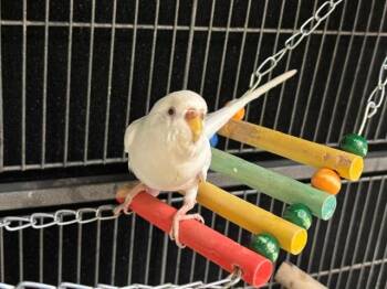 YETI -  Parakeet Bird for Adoption in Leesburg, Virginia - YETI | PetCurious