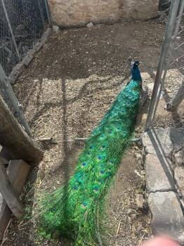 Peacock Peafowl Birds Available for Adoption in Eagle Mountain, Utah - Peter / Wendy | PetCurious