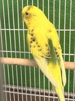 Parakeet Birds Available for Adoption - Spiderman | PetCurious