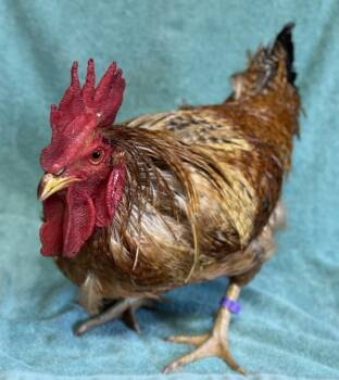 Norris -  Chicken Bird for Adoption in Salinas, California - Norris | PetCurious