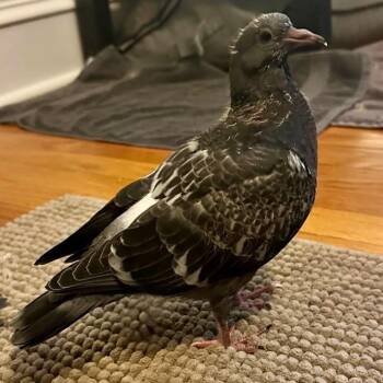 Quinoa -  Pigeon Bird for Adoption in Chicago, Illinois - Quinoa | PetCurious