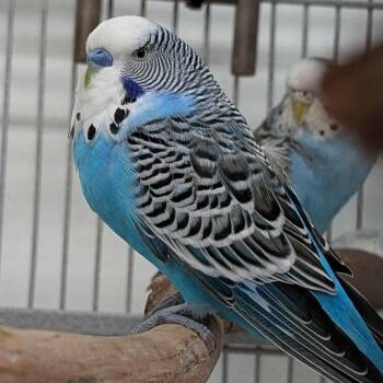 Parakeet Birds Available for Adoption in Kanab, Utah - Elvis | PetCurious