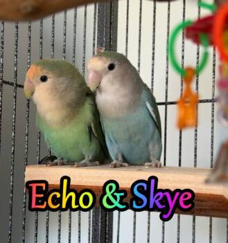 Lovebird Birds Available for Adoption - Echo And Skye | PetCurious