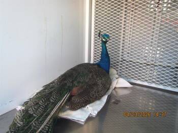 Peacock Peafowl Birds Available for Adoption in Santa Rosa, California - A441375 | PetCurious