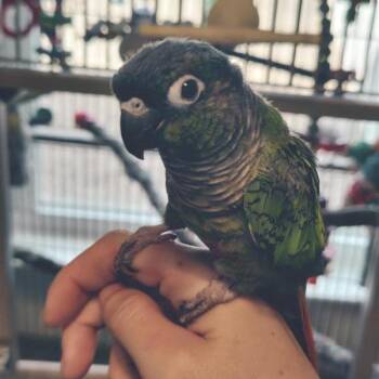Kiwi -  Conure Bird for Adoption in Freeport, Florida - Kiwi | PetCurious