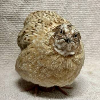 Quail Birds Available for Adoption in Burlingame, California - Samwise | PetCurious