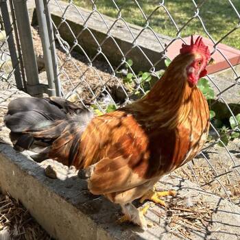 Doris -  Chicken Bird for Adoption in Newport, North Carolina - Doris | PetCurious