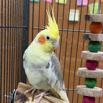 Parakeet Birds Available for Adoption in Jefferson, Wisconsin - Sunny | PetCurious