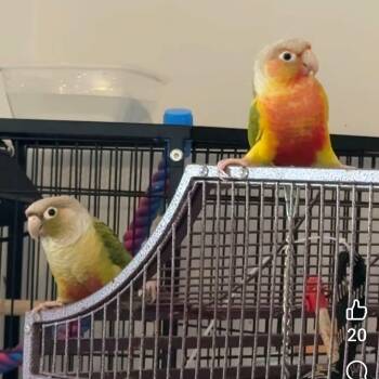 Huey and Dewey -  Conure Bird for Adoption in St. Thomas, Ontario - Huey And Dewey | PetCurious