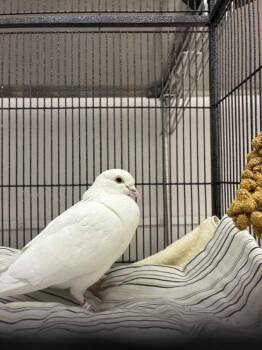 Dove Birds Available for Adoption in Loveland, Colorado - A946574 | PetCurious