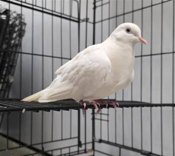 BIRD -  Dove Bird for Adoption in San Antonio, Texas - BIRD | PetCurious