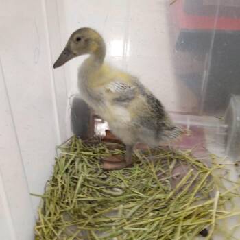 Harley -  Duck Bird for Adoption in Modesto, California - Harley | PetCurious