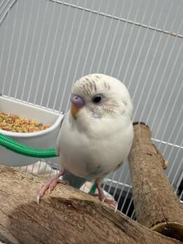 The Word -  Parakeet Bird for Adoption in Bloomington, Indiana - The Word | PetCurious