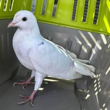 Pigeon and Dove Birds Available for Adoption in Bellingham, Washington - Lavender | PetCurious