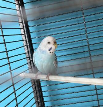 Parakeet Birds Available for Adoption in Brookings, South Dakota - Paulina | PetCurious