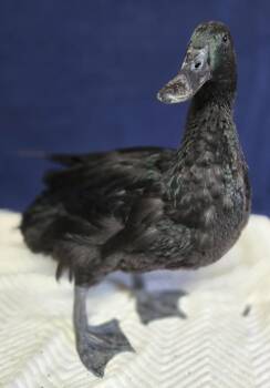 Loaf -  Duck Bird for Adoption in Salinas, California - Loaf | PetCurious